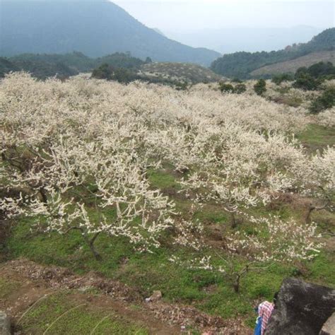 卯酉衝桃花衝|【卯酉衝桃花衝】如何克服卯酉衝，綻放桃花的秘訣